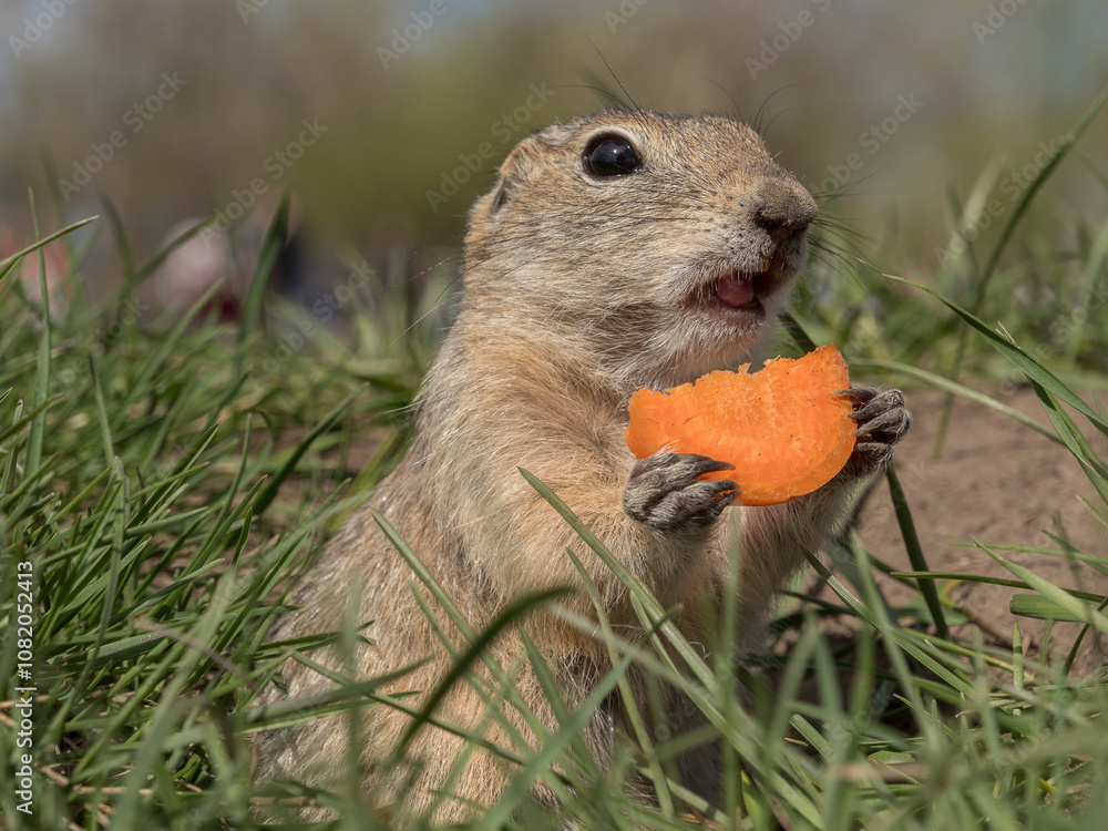 A prairie dog eating a piece of carrot on the grass on a lawn A prairie dog eating a piece of carrot on the grass on a lawn