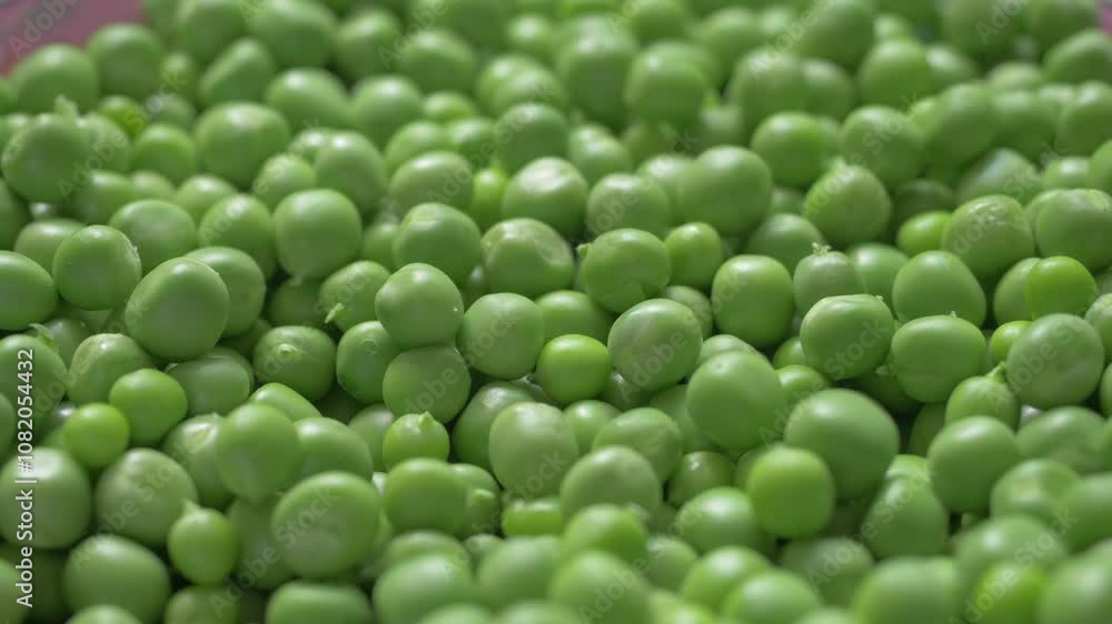 Smooth green peas from new harvest on farm. Valued for their sweet taste and nutrients, freshly picked peas enhance soups, casseroles, and vegetable dishes with farm-fresh flavor Smooth green peas from new harvest on farm. Valued for their sweet taste and nutrients, freshly picked peas enhance soups, casseroles, and vegetable dishes with farm-fresh flavor