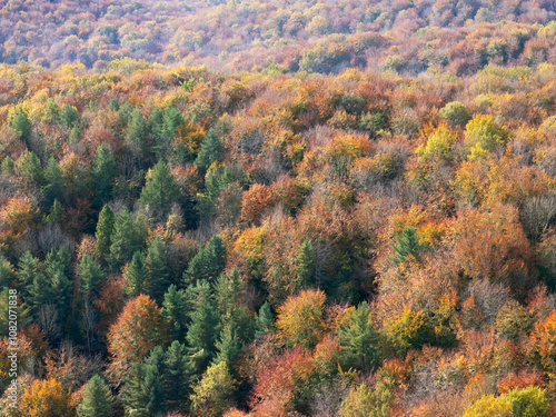 Forêt d'automne de montagne