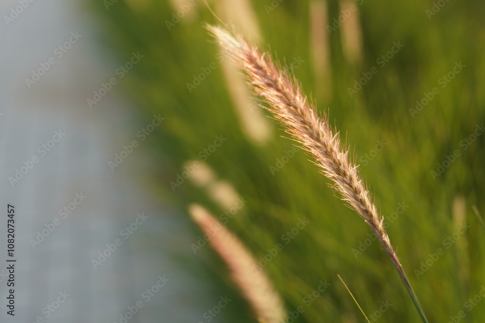 Greens nature golden hour sunset light flowers Greens nature golden hour sunset light flowers