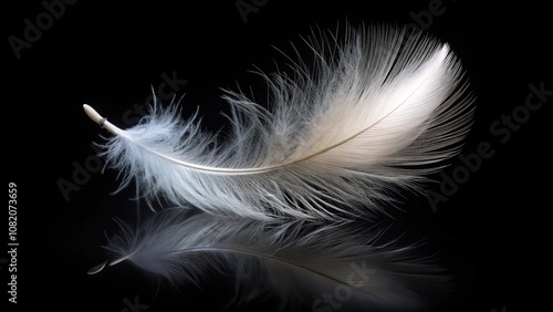 Close-Up Fluffy White Feather Floating over Black Background