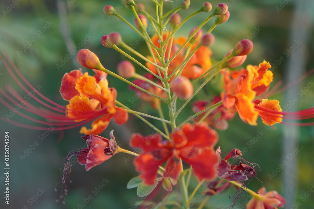 Greens nature golden hour sunset light flowers