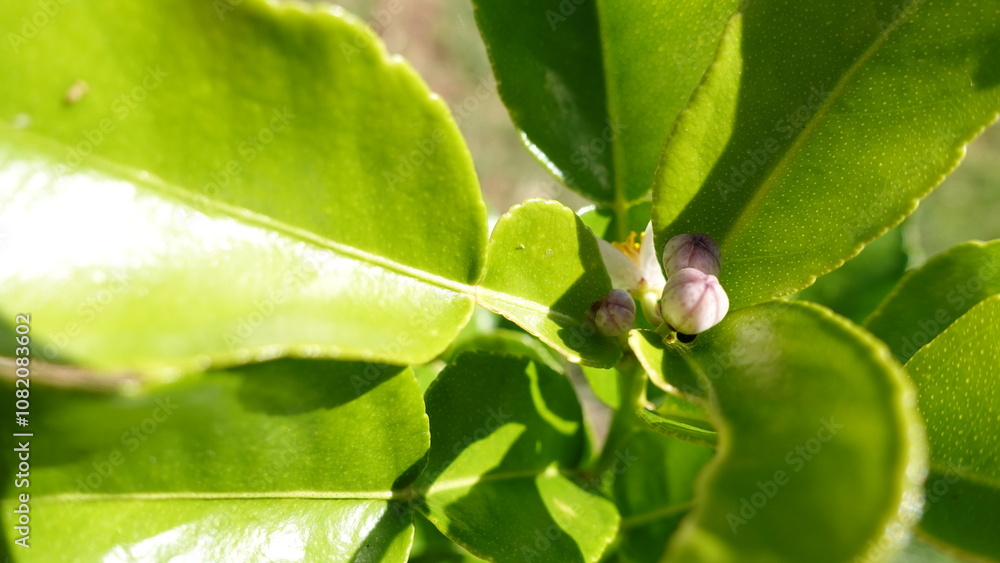 Obraz premium Kaffir lime pinkish white flower buds with glossy green leaves in spring season, attractive and very useful plant for home.