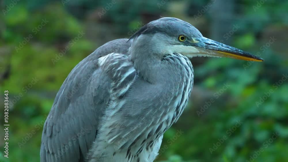 A blue heron bird is relaxing on a meadow looking around on a sunny day in autumn A blue heron bird is relaxing on a meadow looking around on a sunny day in autumn