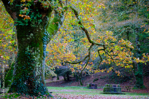 Beech Tree in Autumn in Ucieda, Cabuerniga Valley, Spain photo