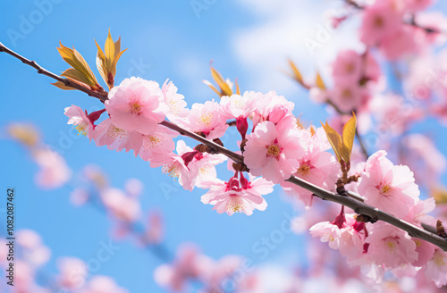 Cherry blossom branch with vibrant pink flowers against a clear blue sky, symbolizing spring and renewal.