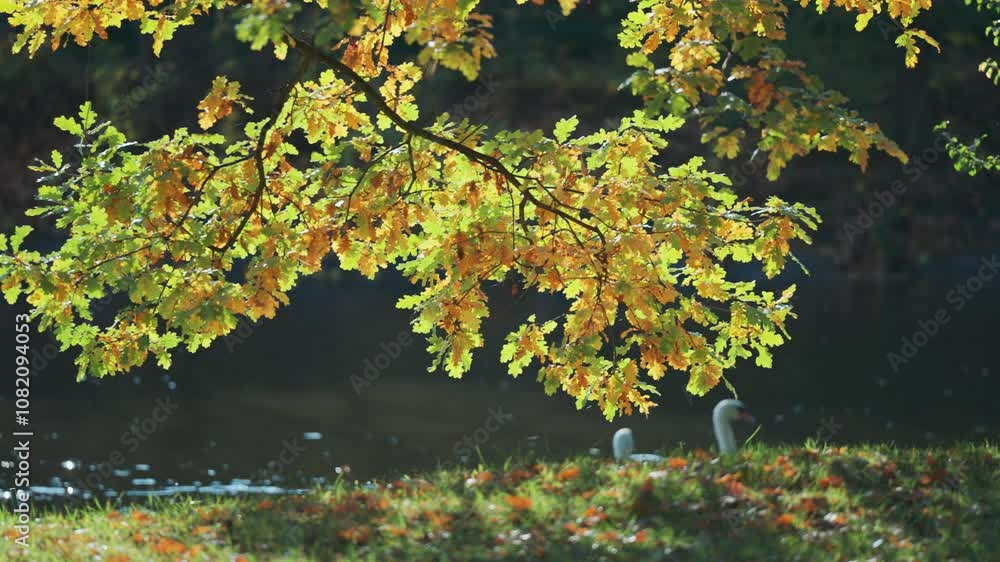 A branch with green and yellow autumn leaves is lit by sunlight, with swans swimming in the background.
