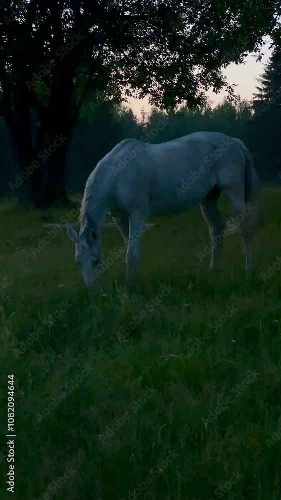 White horse in the meadow by magical white night. Soft twlight and misty pasture. Vertical video White horse in the meadow by magical white night. Soft twlight and misty pasture. Vertical video
