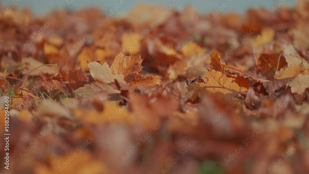 Fallen autumn leaves in shades of brown, orange, and yellow cover the ground, evoking a warm seasonal feel.