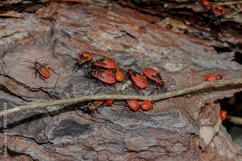 Feuerwanzen auf einem Baumstamm, Pyrrhocoris apterus Feuerwanzen auf einem Baumstamm, Pyrrhocoris apterus
