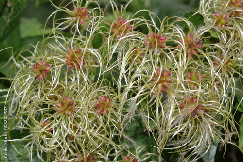 Früchte der Waldrebe, Clematis, Klematis, Clematis vitalba  photo