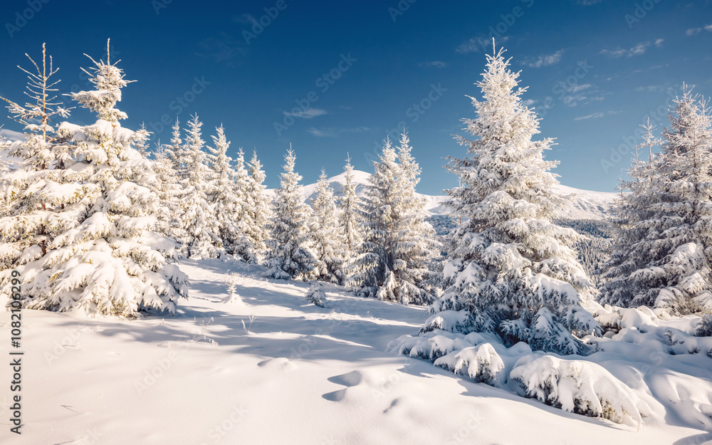 Stunning snow-capped conifers covered with hoarfrost on a frosty day. Carpathians, Ukraine, Europe. Stunning snow-capped conifers covered with hoarfrost on a frosty day. Carpathians, Ukraine, Europe.