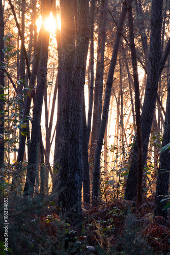 Early morning golden sunlight in a woodland in the Dordogne region of France photo