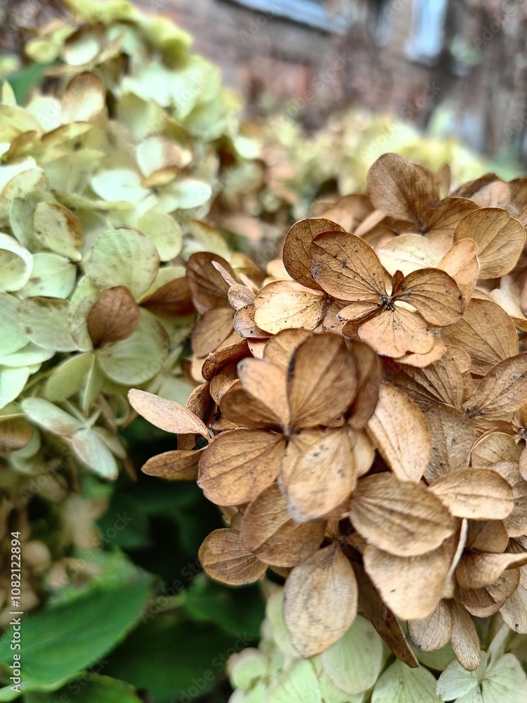 hydrangea in the garden hydrangea in the garden