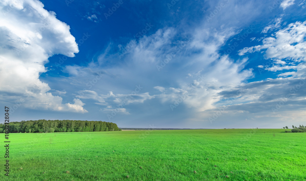 Fototapeta premium Large field of grass with a clear blue sky above