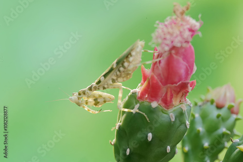 A praying mantis hunts for prey in a wild cactus flower. This insect has the scientific name Creobroter gemmatus. photo