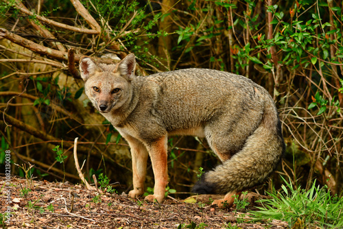 Wild fox in Chile Patagonia Beautiful Animal photo