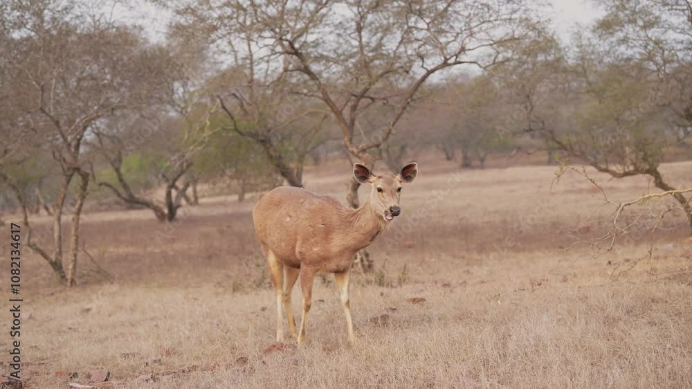 full shot of wild female sambar deer or rusa unicolor head on in natural scenic background grazing eating grass in wildlife jungle safari at ranthambore national park forest reserve rajasthan india full shot of wild female sambar deer or rusa unicolor head on in natural scenic background grazing eating grass in wildlife jungle safari at ranthambore national park forest reserve rajasthan india