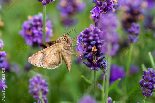 Gammaeule am Lavendel photo