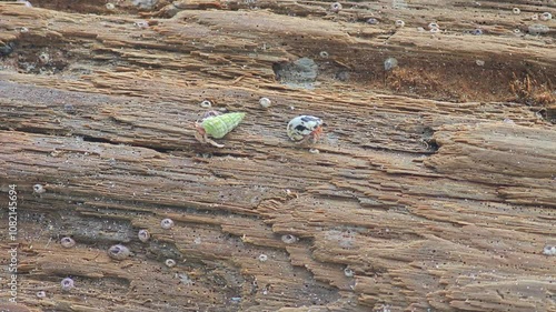 Land hermit crab photo