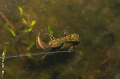 Triturus marmoratus - Marbled Newt - Triton marbré photo