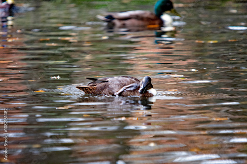 Ente auf dem Wasser