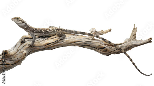 Lizard Perched on a Branch Isolated on a White Background Perfect for Nature-themed Projects and Educational Purposes