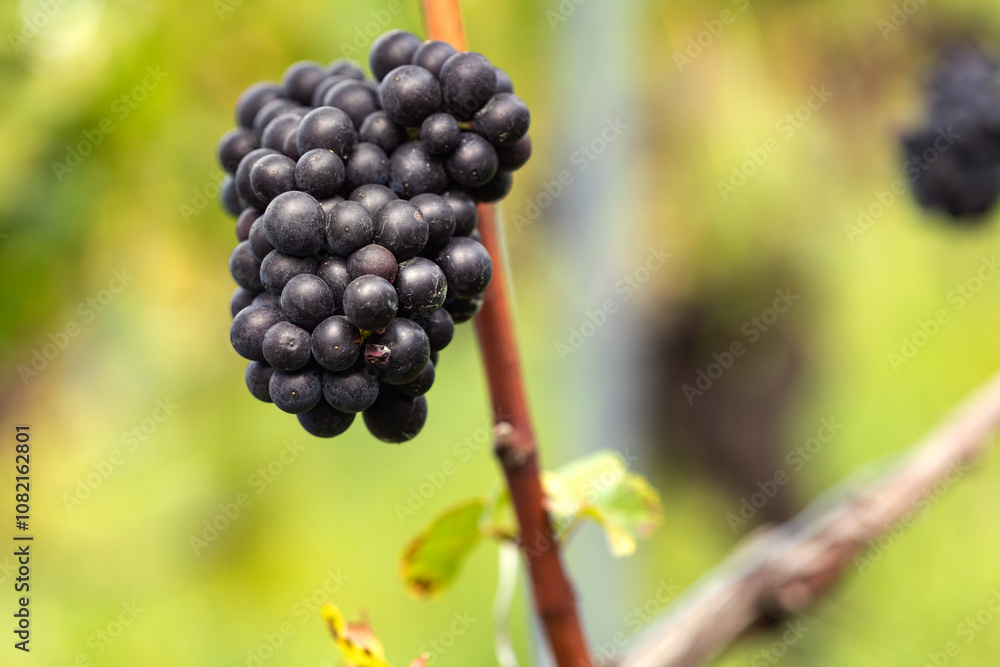 Close-up blue grapes, ripe and ready to harvest. Assmanshausen, Rheingau in Germany. Vineyard, steep slope, wine farmland. Close-up blue grapes, ripe and ready to harvest. Assmanshausen, Rheingau in Germany. Vineyard, steep slope, wine farmland.