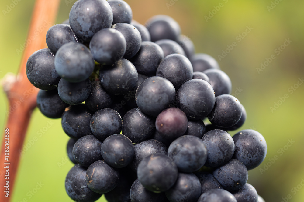 Close-up blue grapes, ready to harvest. Assmanshausen, Rheingau in Germany. Vineyard, steep slope, wine farmland. Close-up blue grapes, ready to harvest. Assmanshausen, Rheingau in Germany. Vineyard, steep slope, wine farmland.