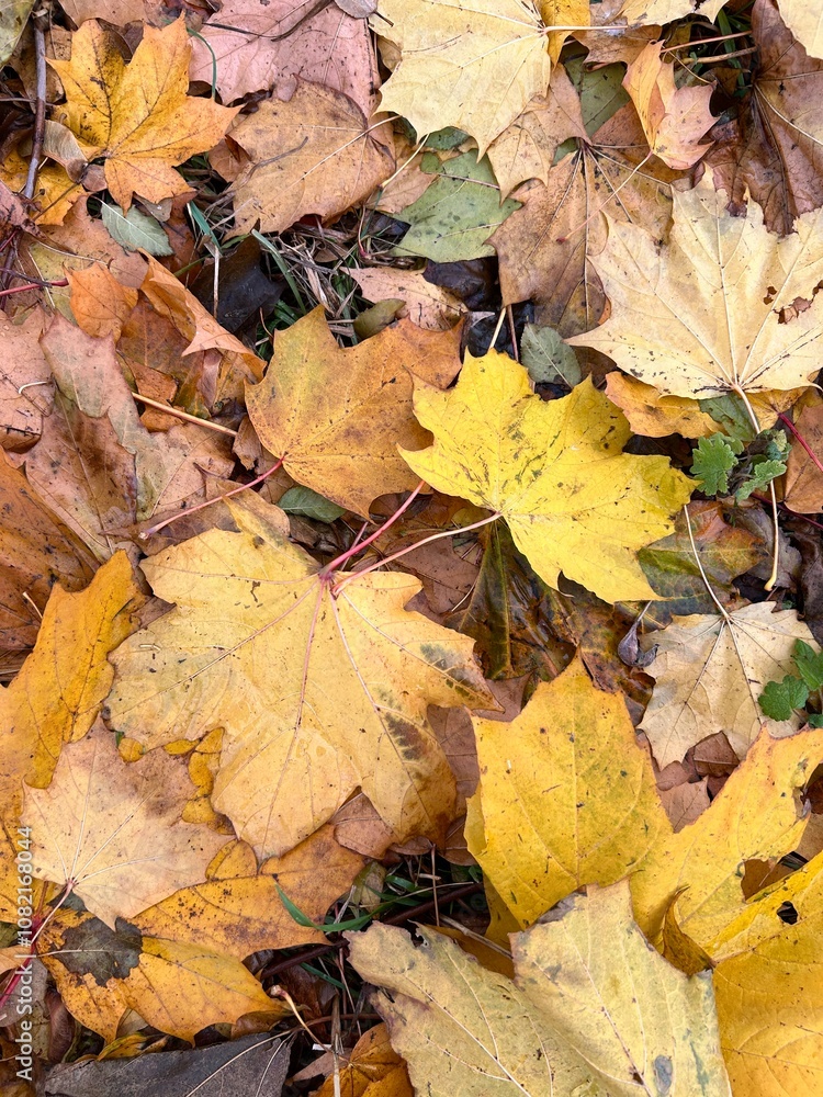 natural background of yellow maple leaves natural background of yellow maple leaves