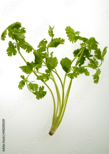 Coriander leaves photo