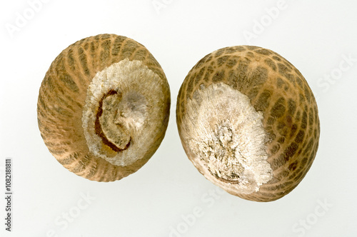 Betel Nuts photo