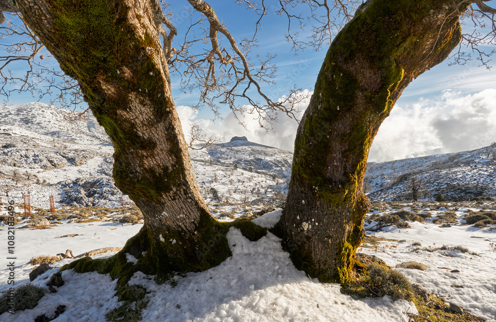 Double trunk of an old oak tree (Quercus faginea) in the Sierra de las Nieves National Park in Yunquera. Malaga, Spain Double trunk of an old oak tree (Quercus faginea) in the Sierra de las Nieves National Park in Yunquera. Malaga, Spain