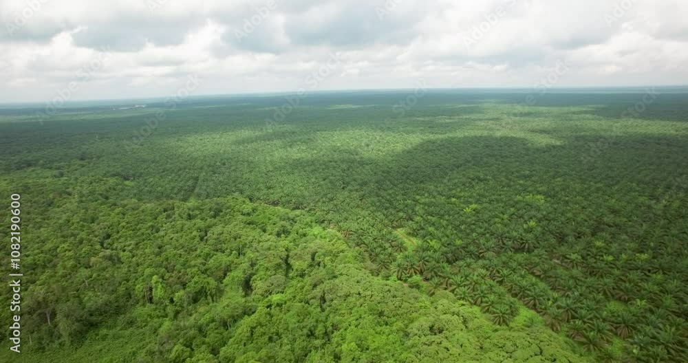 Aerial drone shot from original jungle or primary forest to plam oil plantation on Kalimatan in Indonesia Aerial drone shot from original jungle or primary forest to plam oil plantation on Kalimatan in Indonesia