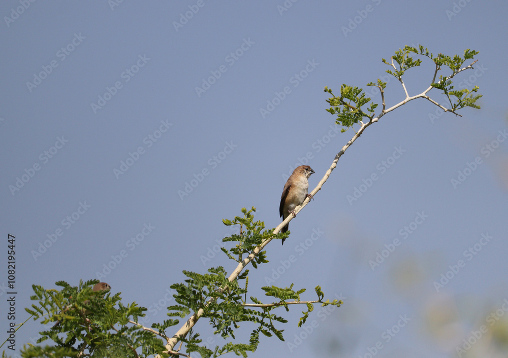 Obraz premium Indian silverbill bird on a branch