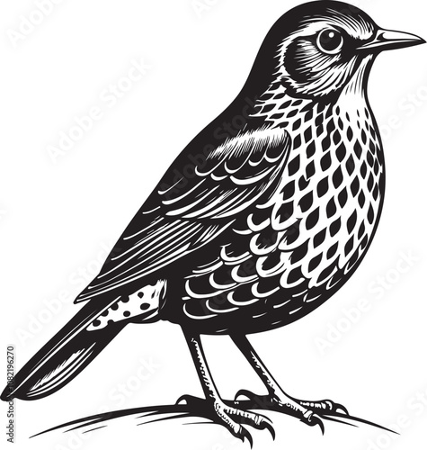 Clay Colored Thrush vector