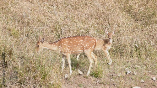 Full shot of Wild female Spotted deer Chital or Cheetal or axis axis mother feeding grass with cute and curious fawn in winter season safari at ranthambore national park forest reserve Rajasthan India photo