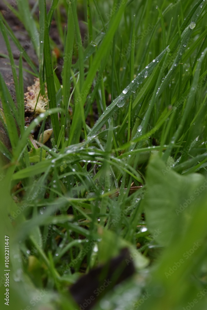 dew drops on the grass dew drops on the grass