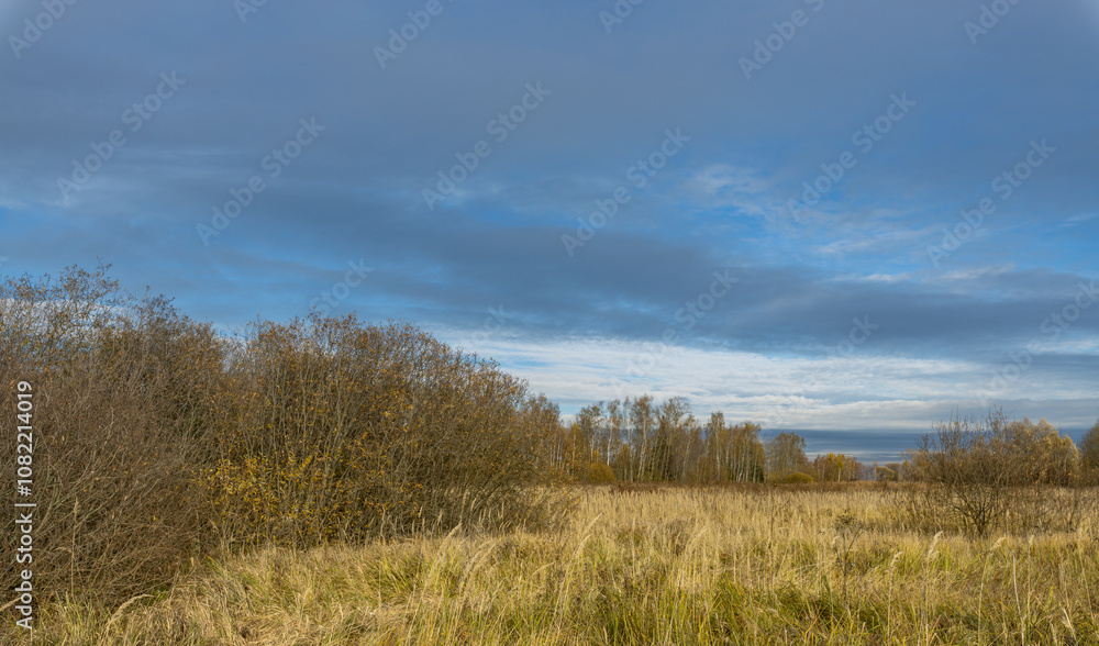 A field of tall grass with a few trees in the background A field of tall grass with a few trees in the background