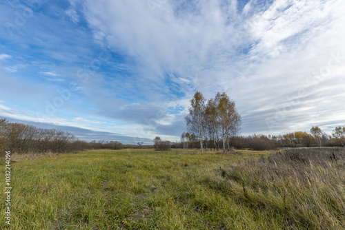 A field of grass with a few trees in the background