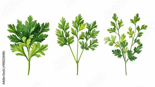 Botanical Watercolor Illustration of Three Parsley Sprigs, Showing Varied Leaf Structures and Vibrant Green Hues on a White Background