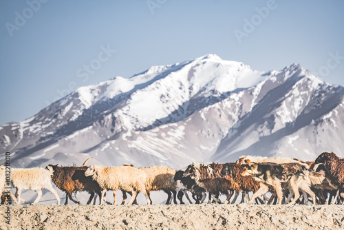 Herd of rams and sheep on a walk on the street, on pasture in the mountains of Tajikistan in Pamir