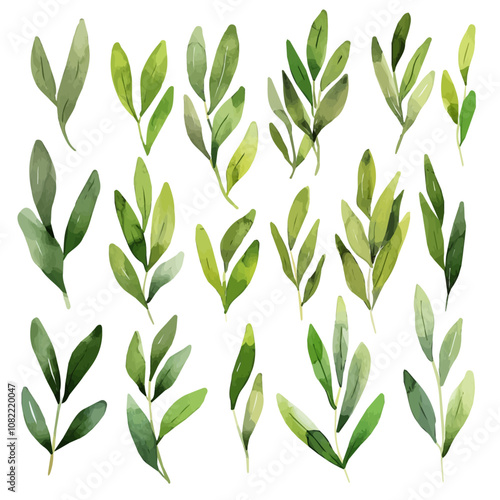 A watercolor of a set of olive leaves, isolated on a white background. Olive leaves vector.