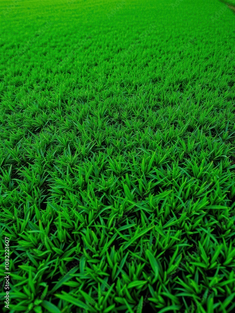 Lush, velvety green grass covering a pristine golf course, sunlight Lush, velvety green grass covering a pristine golf course, sunlight