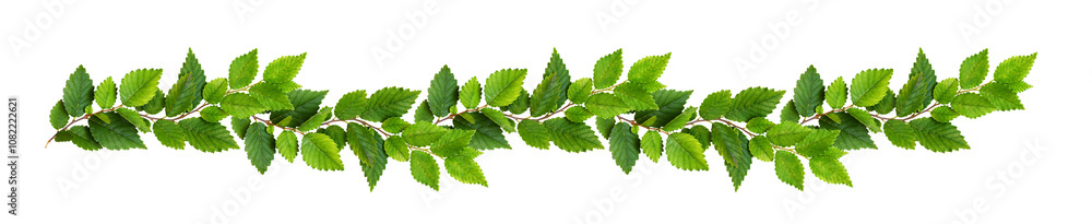 Wave arrangement with twigs of green leaves isolated on white or transparent background Wave arrangement with twigs of green leaves isolated on white or transparent background