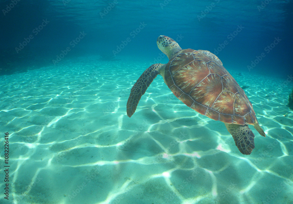 Fototapeta premium a sea turtle swimming on a reef on an island in venezuela