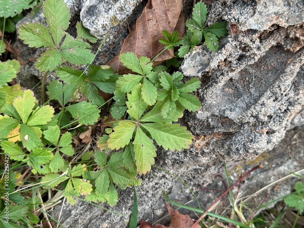 Potentilla erecta plant grows among rocks. Close-up. Beautiful leaves among stones. Tormentilla erekta, Potentilla lata, Potentilla tormentilla, tormentil, five-leafed stitch. Burren Strawberry leaf. Potentilla erecta plant grows among rocks. Close-up. Beautiful leaves among stones. Tormentilla erekta, Potentilla lata, Potentilla tormentilla, tormentil, five-leafed stitch. Burren Strawberry leaf.