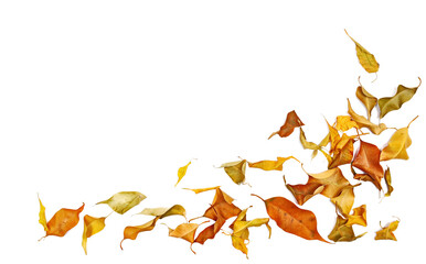 Frame yellow fallen autumn dry leaves ficus benjamina isolated on white background, with clipping path
