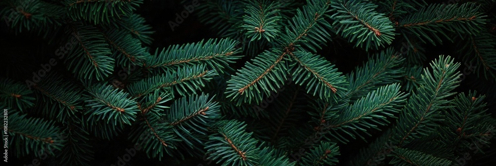 Lush Evergreen Pine Tree Branches Displaying Rich Green Needles and Depth Against a Dark Background for Natural and Scenic Stock Photography Lush Evergreen Pine Tree Branches Displaying Rich Green Needles and Depth Against a Dark Background for Natural and Scenic Stock Photography