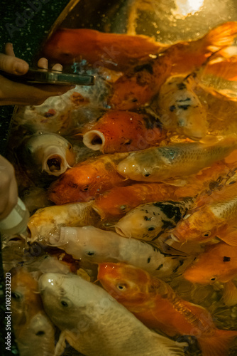 fish in the aquarium